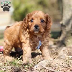 Athens, Cavapoo Puppy